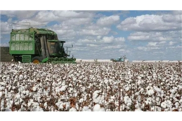 煎熬！國產(chǎn)棉賣不掉，進口棉買不起，國內(nèi)外棉價走勢背離，對紡織企業(yè)影響幾何？